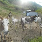 Magara